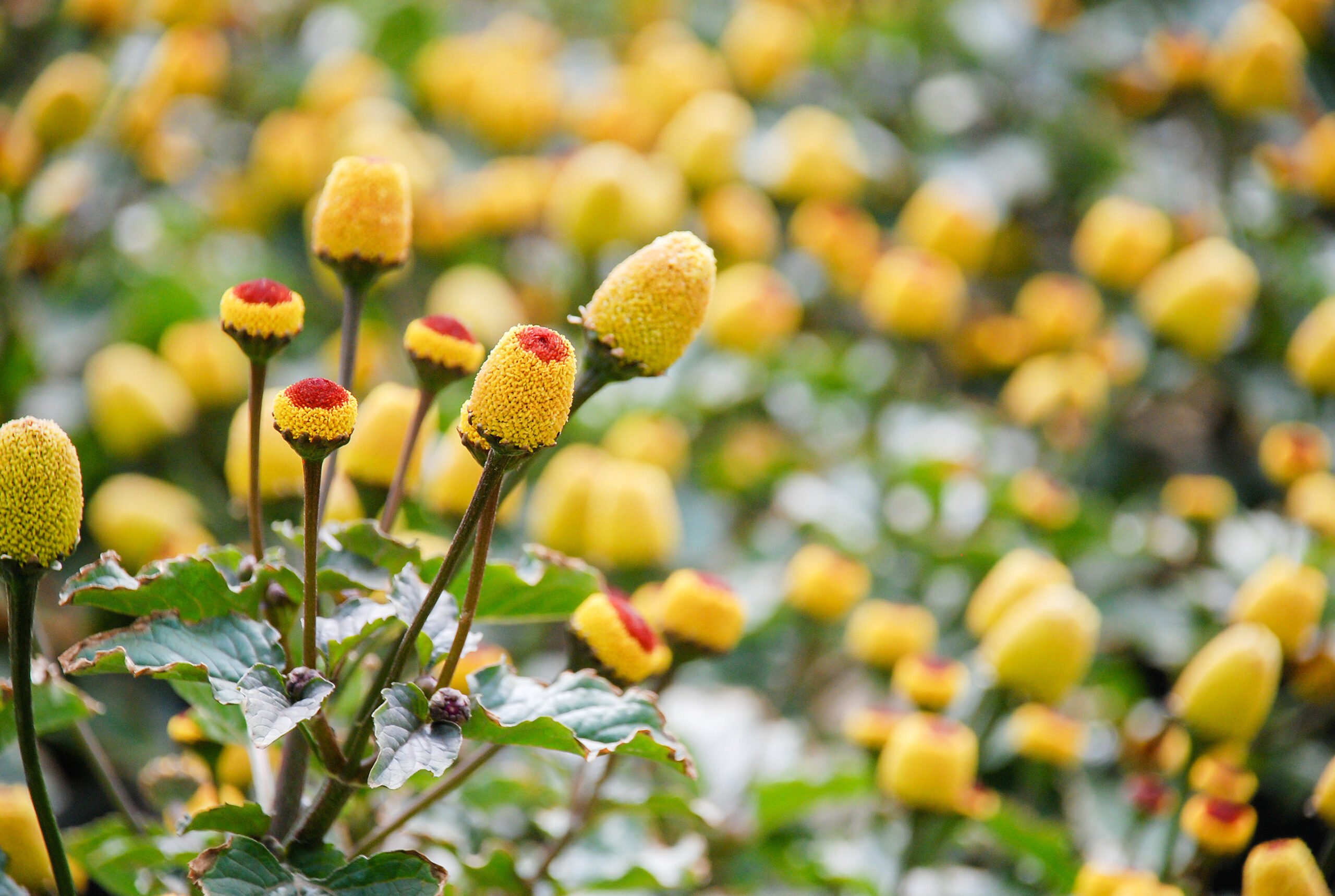 Acmella : la fleur électrique qui stoppe la douleur…