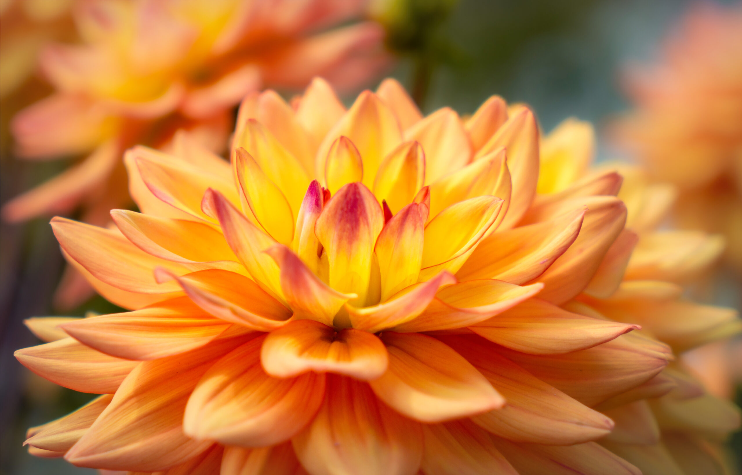 Diabète de type 2 : découverte humiliante dans un pétale de dahlia