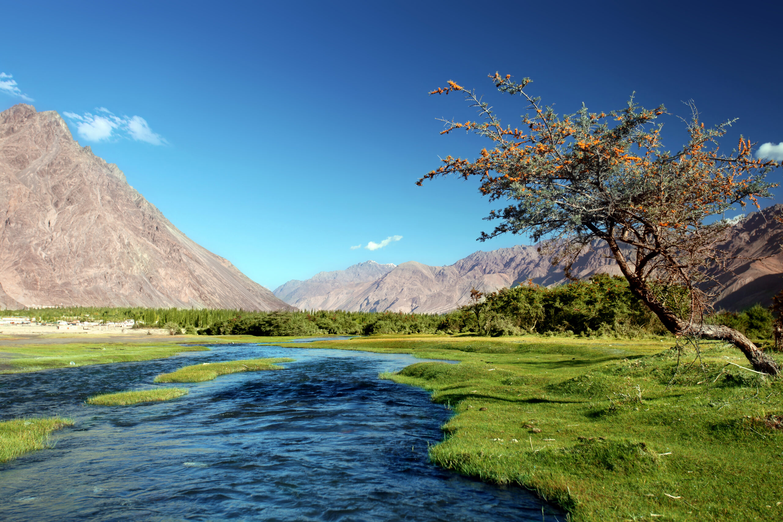 Le fruit sacré de l’Himalaya