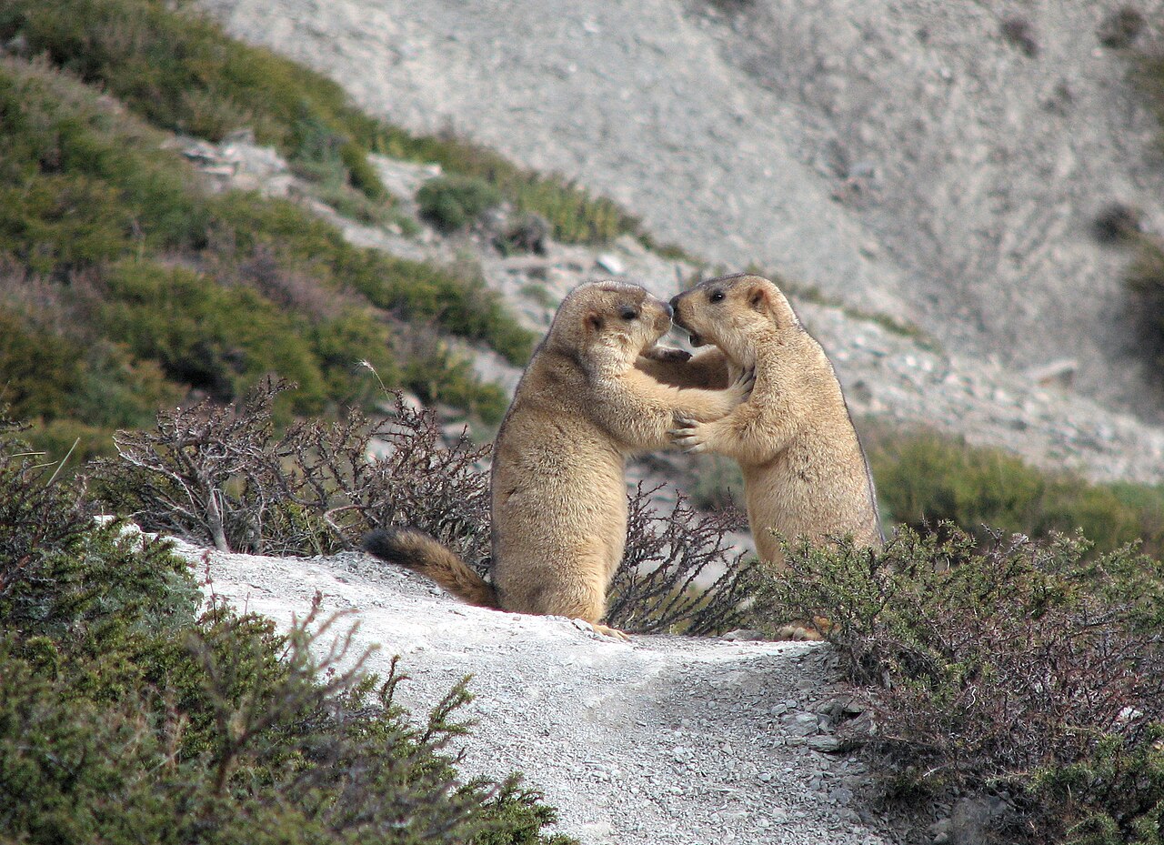 Ce qu’une marmotte du Ladakh sait de vos mitochondries